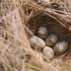 Horned / Shore Lark - eggs in nest