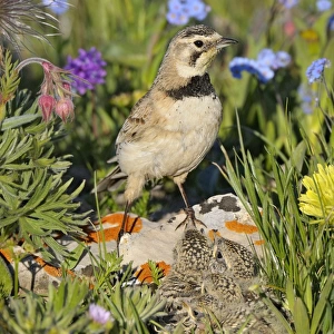 Horned / Shore Lark - female at nest - Western U. S. - Summer _D3C9325