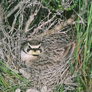 Horned / Shore Lark - at nest - May - Bear River Migratory Bird Refuge - Utah - USA