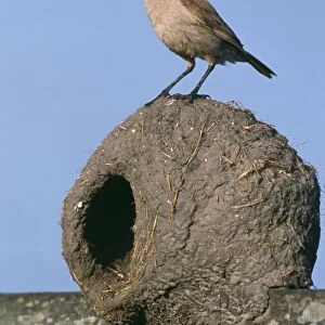 Hornero / Ovenbird - on nest Buenos Aires Province, Argentina