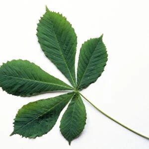 Horse Chestnut Leaf