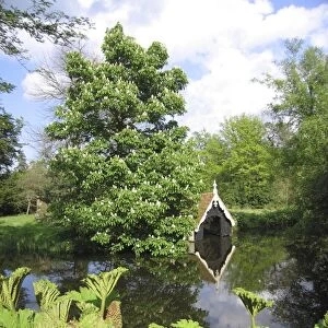 Horse Chestnut Tree - In flower, by pool and boat house. Gunnera in foreground