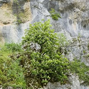 Horse-chestnut tree - in their native habitat on cliffs in the Vikos Gorge National Park, north Greece