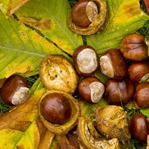 Horse-chestnuts or conkers Aesculus hippocastanum, in autumn. Dorset
