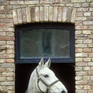 Horse Flea bitten grey colouring. Standing with head through open window