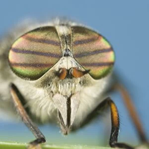 Horse-fly Banded Eyes