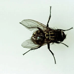 Horse Fly JC 222 Diptera : Tabanus bromius © John Clegg / ARDEA LONDON