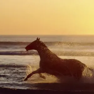 Horse galloping through surf CRH 933 At sunset - Nordkoek, Cape Town. South Africa © Chris Harvey / ardea. com Horse galloping through surf CRH 933 At sunset - Nordkoek, Cape Town. South Africa © Chris Harvey / ardea. com