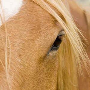 Horse - detail of head showing eye