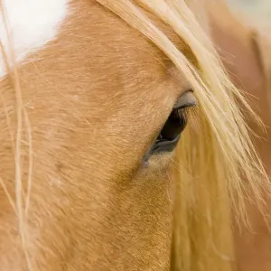 Horse - detail of head showing eye Horse - detail of head showing eye