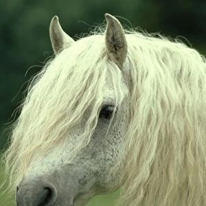 Horse JPF 5507 Connemara Pony, Stallion. © Jean-Paul Ferrero / ARDEA LONDON
