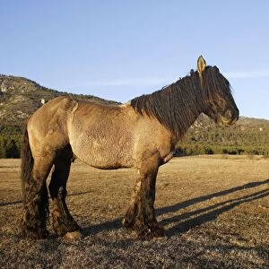 Horse - Mulassier du Poitou. France. Rare, they were used to breed mules