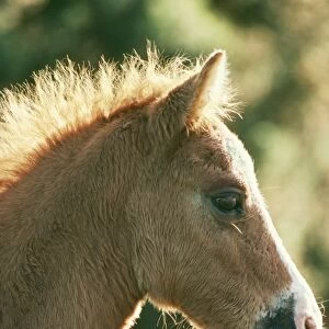 Horse - New Forest pony