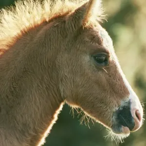 Horse - New Forest pony Horse - New Forest pony