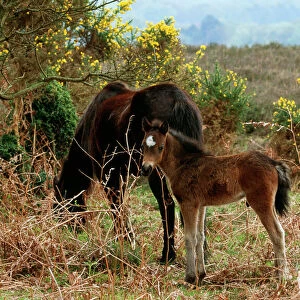 Horse - New Forest Pony & Foal, Hampshire, UK