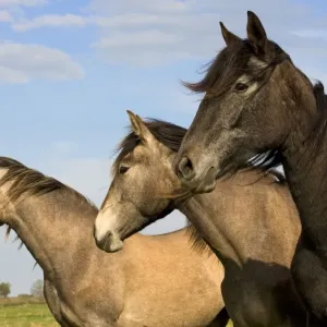 Horse - three outside Horse - three outside