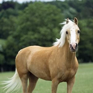 Horse - Palomino Pony in field