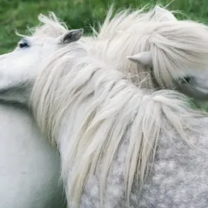 Horse - Shetland Ponies Horse - Shetland Ponies