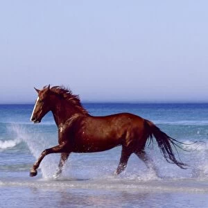 Horse - trotting through waves in sea