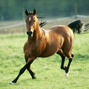 Horse WAT 3163 Arab Stallion © M. Watson / ardea. com