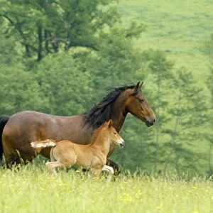 Horse - Welsh Cob mare & foal - running