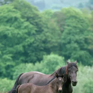 Horse - Welsh Cob Pony