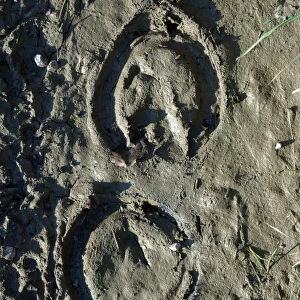 Horse's Hoof - Imprint in the mud