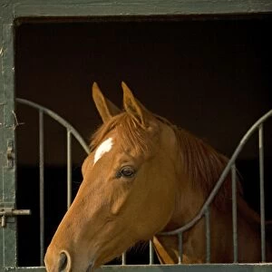 Horses - looking over stable door. Training Center of Chantilly - France