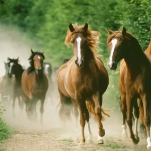Horses - running Horses - running