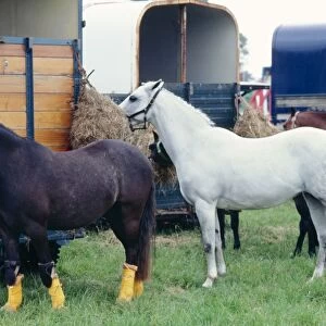 Horses by Trailers JPF 5597 Ponies during a show © Jean-Paul Ferrero / ARDEA LONDON