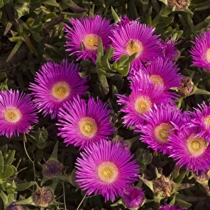 Hottentot Fig (Carpobrotus edulis f. rubescens) from South Africa, widely naturalised in south Europe. Crete