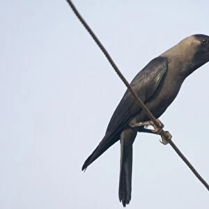 House Crow - Perched on telephone wire A widespread resident of India particularly around human habitation and cultivated areas. Photographed in Goa, India, Asia