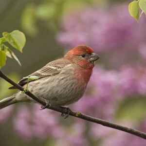 House Finch - Male in redbud tree, Spring. Great Lakes Region, Point Pelee, Ontario, Canada _TPL6639
