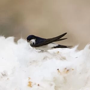 House Martins - Collecting roof insulation for nesting material