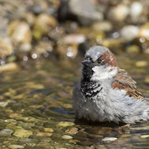 House Sparrow bathing 09