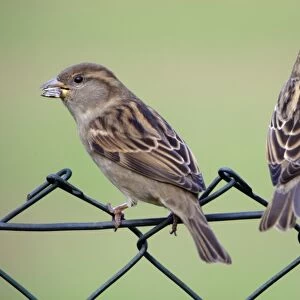 House Sparrow - two female birds on garden fence Lower Saxony, Germany