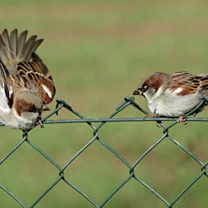 House Sparrows - 2 Males fighting on garden fence Lower Saxony, Germany