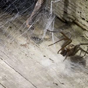 House Spider. UK