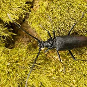Huge longhorn beetle (Cerambyx cerdo) - largest beetle in Europe. Wood-boring larvae, in oak. Romania