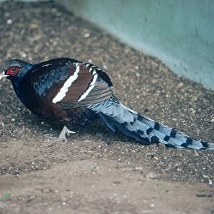 Hume's bar-tailed pheasant - male