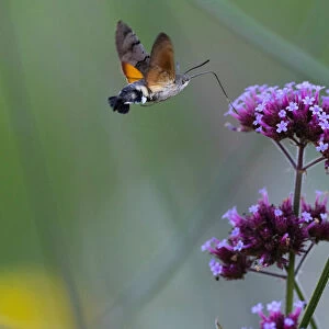 Hummingbird Hawk-moth, in flight with extended proboscis feeding on common verbana flower in garden, Hessen, Germany