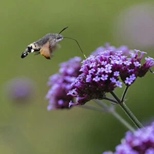 Hummingbird Hawk-moth, in flight with extended proboscis, feeding on common verbana flower in garden, Hessen, Germany