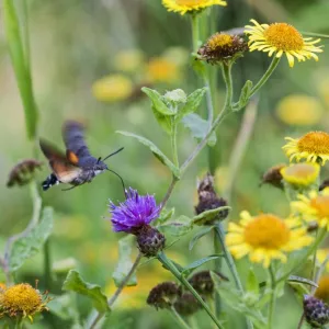 Hummingbird Hawkmoth – side view feeding Bedfordshire UK 003228