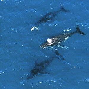 Humpback Whale - aerial view of migrating pod, off Fraser Island, Queensland, Australia JPF25491