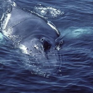 Humpback whale - Appearing at surface showing blowholes (CZ 750)