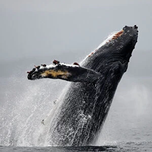Humpback Whale - Breaching