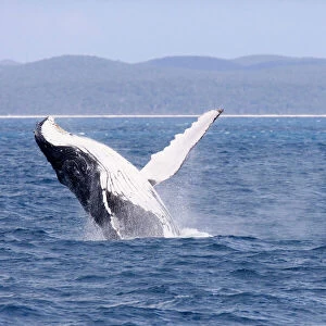 Humpback Whale - breaching female whale in front of Fraser Island's coast - Hervey Bay Marine Park, Queensland, Australia