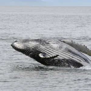 Humpback Whale - Breaching - The whale is leaping into the air rotating and landing on its back or side to create a chin-slap - inside Passage - Alaska