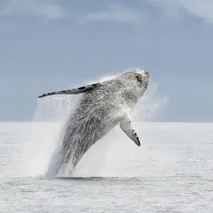Humpback whale - Breaching - The whale is leaping into the air rotating and landing on its back or side to create a chin-slap - inside Passage - Alaska Humpback whale - Breaching - The whale is leaping into the air rotating and landing on its back or side to create a chin-slap - inside Passage - Alaska