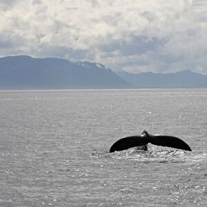 Humpback Whale - caudal fin